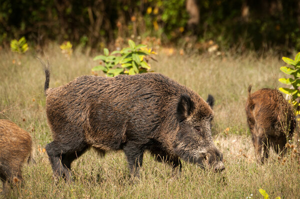 Wild boar family