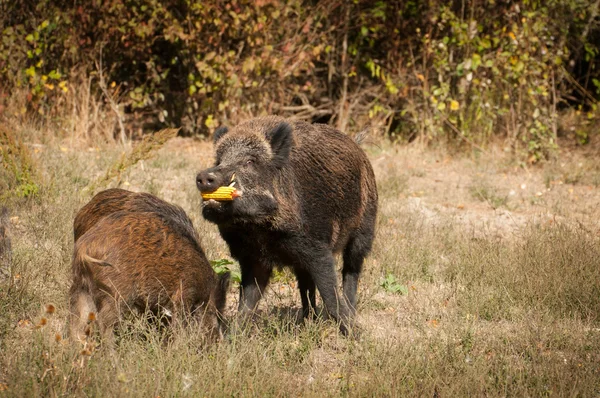 Yaban domuzu aile — Stok fotoğraf