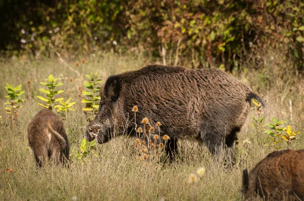 Familia de jabalíes — Foto de Stock