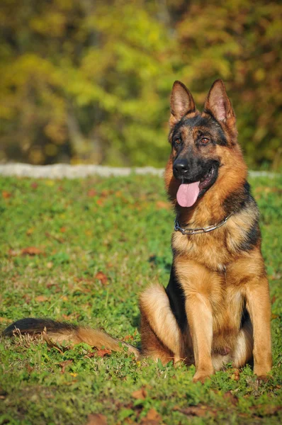 German shepherd — Stock Photo, Image