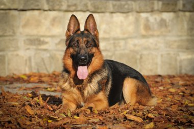 Alman çoban köpeği