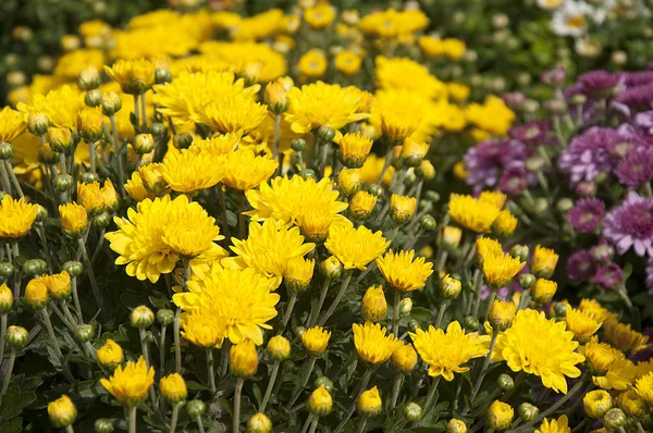 Autumn flowers — Stock Photo, Image