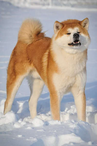 Portrait of Akita Inu — Stock Photo, Image