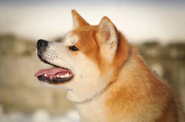 akita Inu portresi