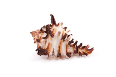 deniz kabuğu beyaz üzerine izole