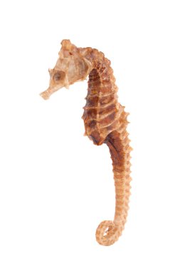 deniz atı portre