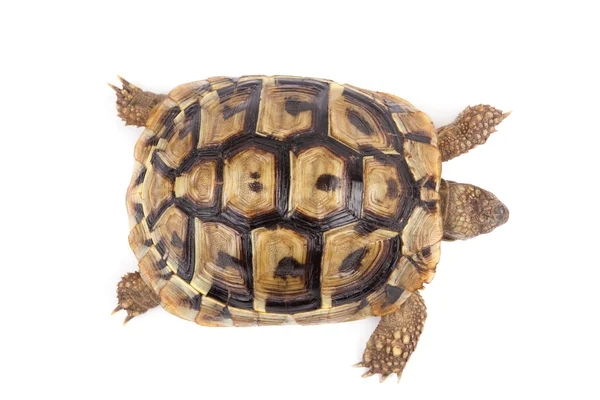 Schildpad geïsoleerd op witte achtergrond — Stockfoto