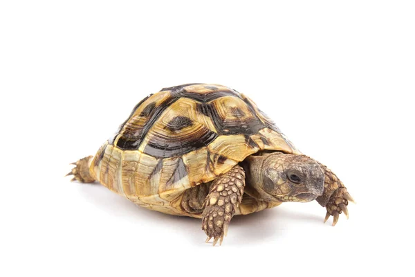 Schildpad geïsoleerd op witte achtergrond — Stockfoto