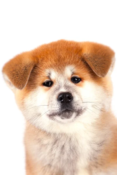 Akita-inu, akita inu dog puppy — Stock Photo, Image