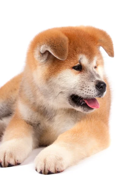 Akita-inu, akita inu cane cucciolo — Foto Stock