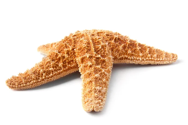 Starfish isolated on white background — Stock Photo, Image