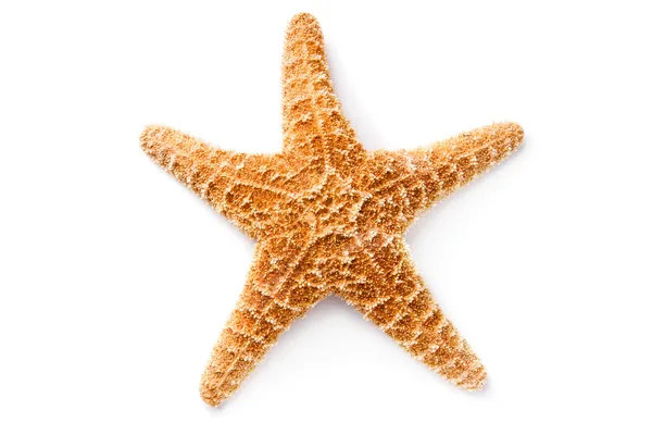 Estrella de mar aislada sobre fondo blanco Fotos De Stock
