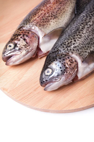 Verse forel Stockfoto