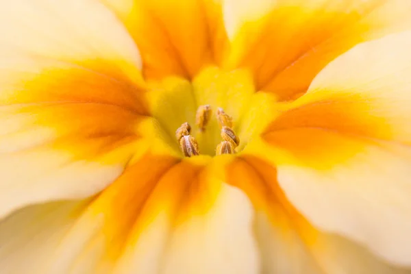 Primula flower — Stock Photo, Image