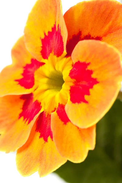 Primula flower — Stock Photo, Image