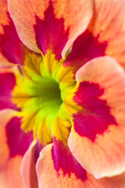 Flor de fórmula —  Fotos de Stock