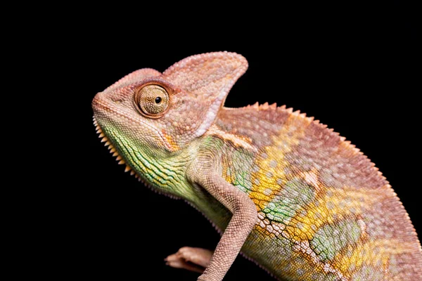 Chameleon — Stock Photo, Image