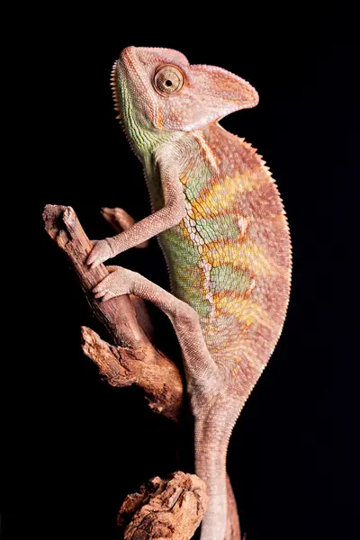 Chameleon — Stock Photo, Image