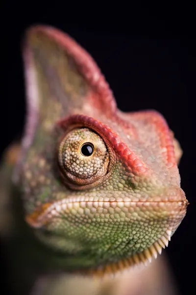 Chameleon — Stock Photo, Image