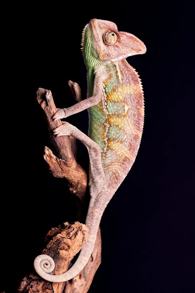 Chameleon — Stock Photo, Image