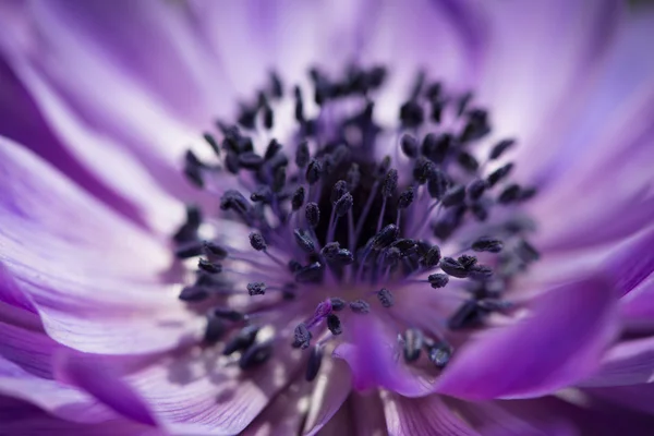 Hermosa flor de primavera —  Fotos de Stock