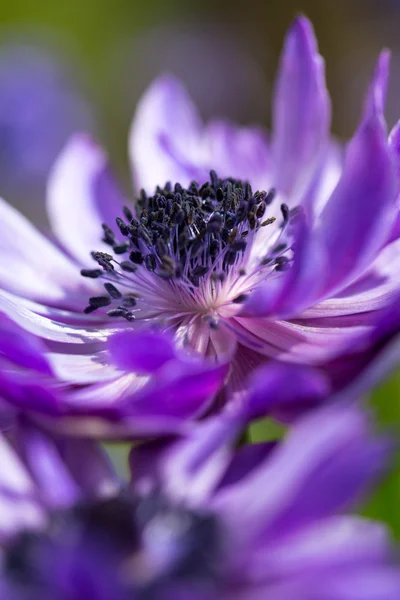 Hermosa flor de primavera —  Fotos de Stock