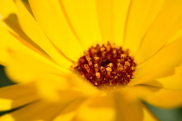 Fleur de calendula — Photo