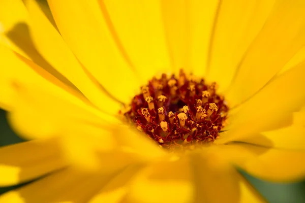 Calendula virág — Stock Fotó