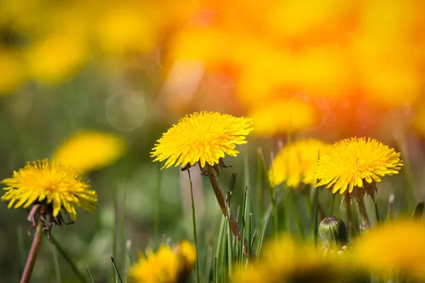 美しい春の花 — ストック写真