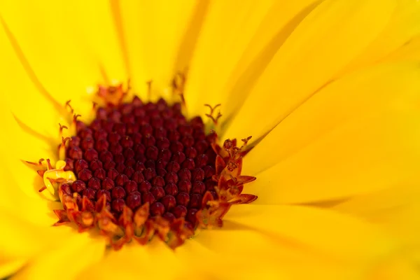 Flor de calêndula — Fotografia de Stock