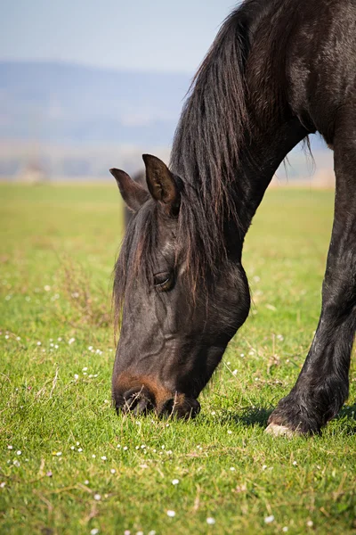 Koně jíst — Stock fotografie