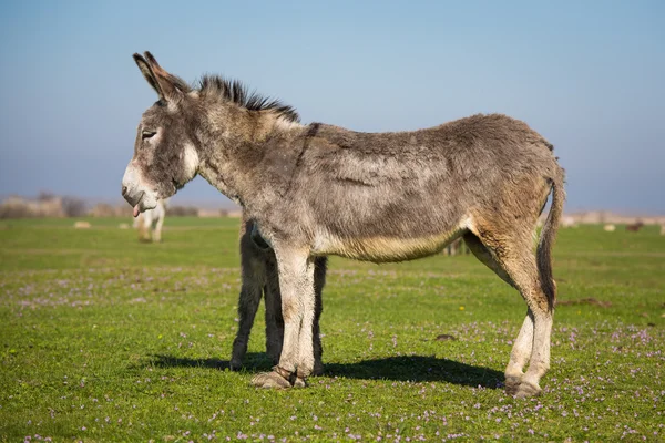 Donkey closeup — Stock Photo, Image