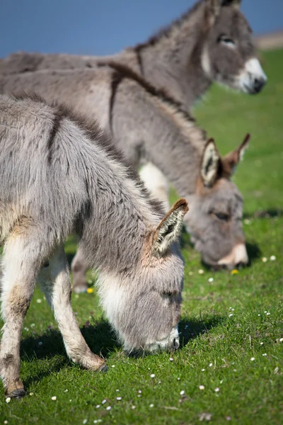 Donkey closeup — Stock Photo, Image