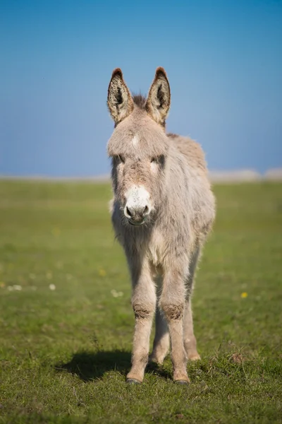 Donkey närbild — Stockfoto