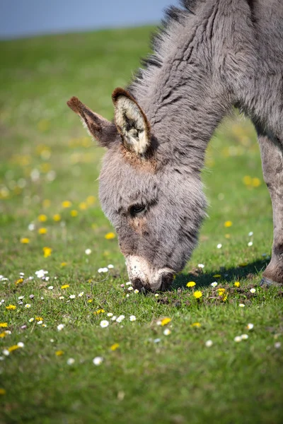 Donkey closeup — Stock Photo, Image