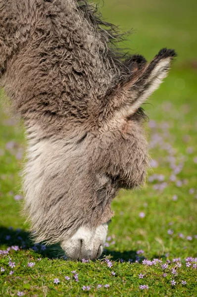 Fecho do burro — Fotografia de Stock