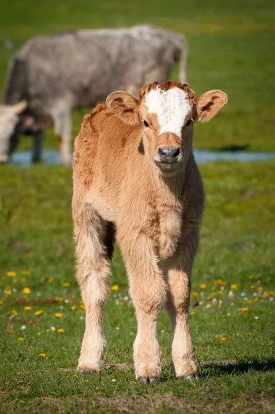 Cattle on pasture — Stock Photo, Image