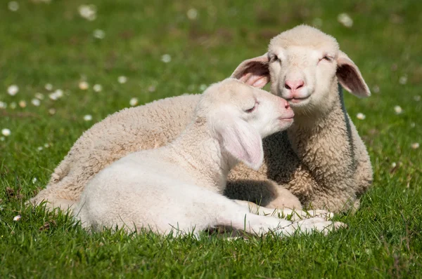 Schafe auf Gras — Stockfoto