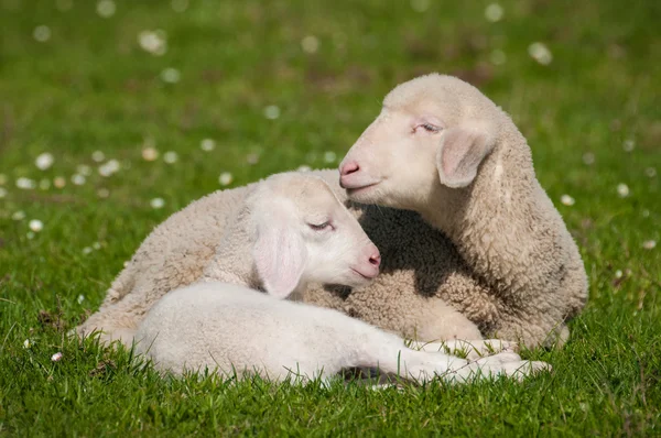 Sheep on grass — Stock Photo, Image