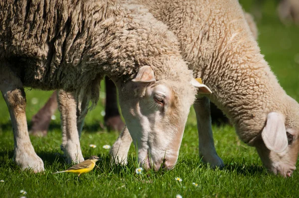 Schafe auf Gras — Stockfoto