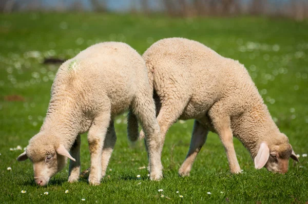 Schafe auf Gras — Stockfoto