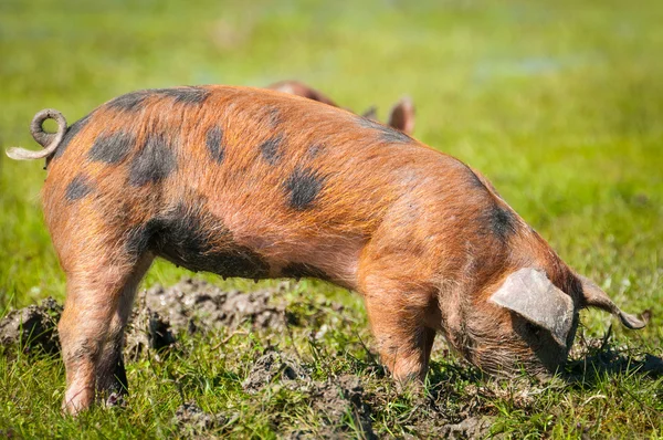 Little pigs eat the grass — Stock Photo, Image
