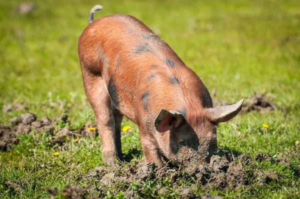 Little pigs eat the grass — Stock Photo, Image