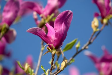 Mor Manolya çiçek üzerinde clear sky