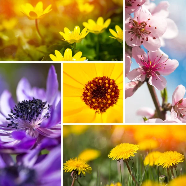 春の花のコラージュ — ストック写真
