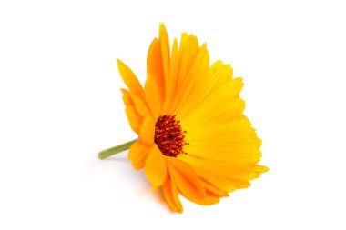Calendula çiçekler