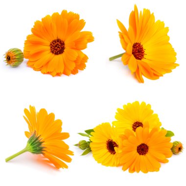 Calendula çiçekler