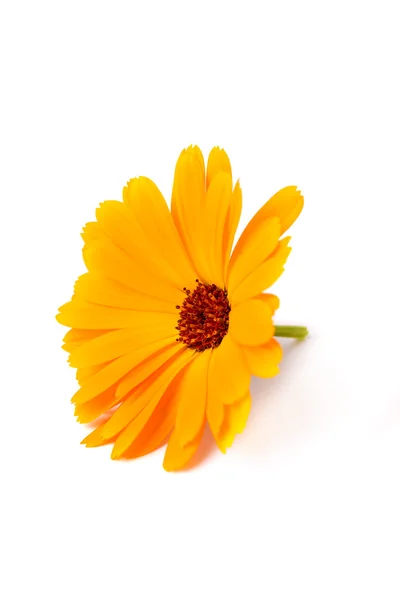 Цветы календулы — стоковое фото