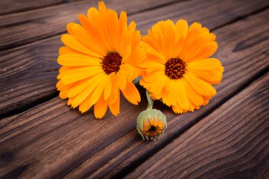 Calendula çiçekler