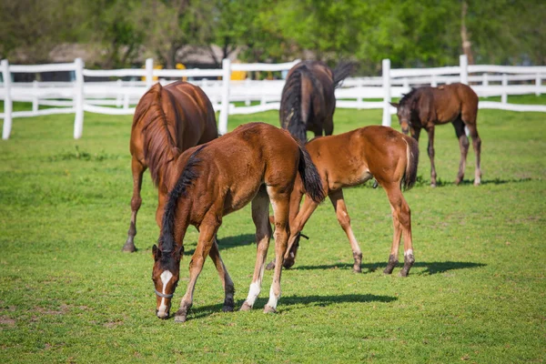 Cavallo — Foto Stock